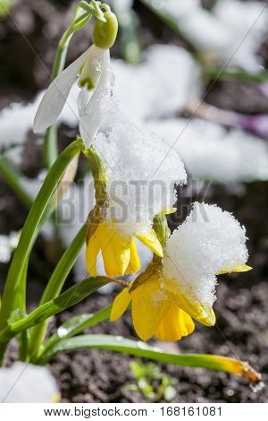 Yellow daffodils growing in early spring primroses are covered with snow blooming spring flowers