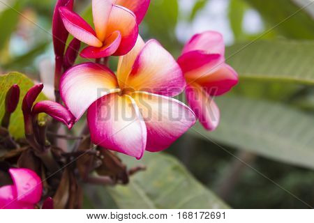 Beautiful tropical flowers just grow for appearance on joy to people
