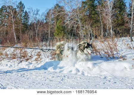 couple Husky in harness dug into the snow while joggin.