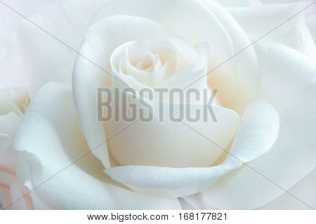 White rose on white background. Selective focus. Close up.
