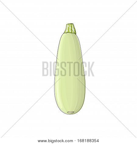 Zucchini ,Courgette Standing Isolated on White Background ,Vegetables Zucchini, Edible Fruit