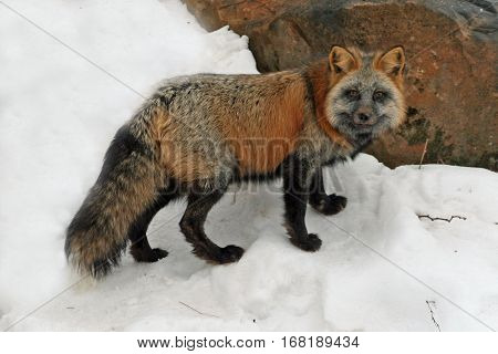 The striking & unusual Cross Fox standing in the snow near its den