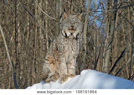 Canada Lynx sitting on a snow-covered hill in a forest