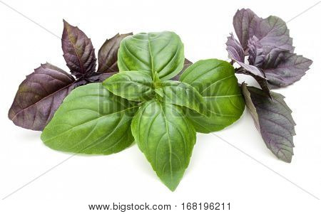 Close up studio shot of fresh green and red basil herb leaves mix isolated on white background. Sweet Genovese basil and Purple Dark Opal Basil