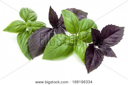 Close up studio shot of fresh green and red basil herb leaves mix isolated on white background. Sweet Genovese basil and Purple Dark Opal Basil