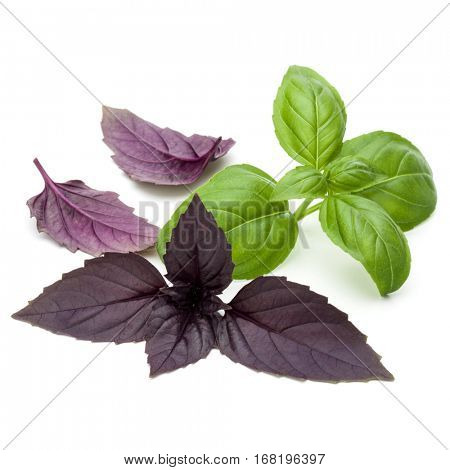 Close up studio shot of fresh green and red basil herb leaves mix isolated on white background. Sweet Genovese basil and Purple Dark Opal Basil