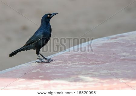 Greater Antillean grackle or Quiscalus niger in wild