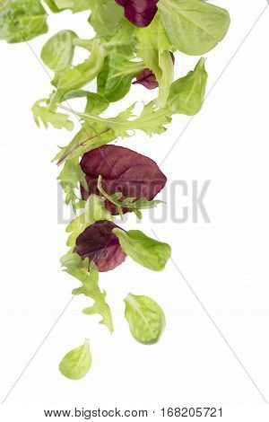 Salad leaf. Lettuce isolated on white background