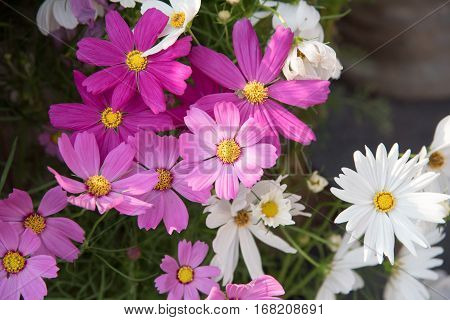 image cosmos flower in outdoor gardenflower view