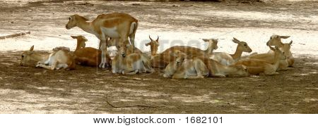 Gruppe af Deers