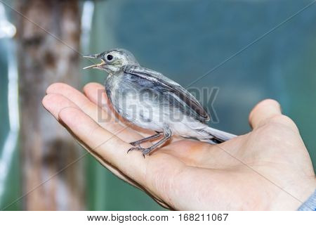 Beautiful tree pipit bird with open beak  in man's hand
