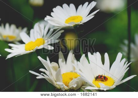 Coccinelle et fleurs