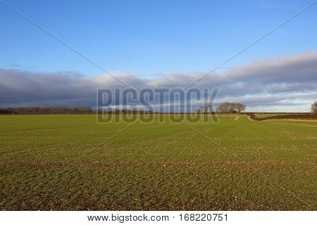 Yorkshire Wolds Wheatlands