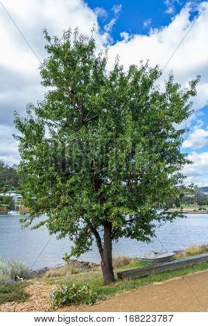 Hobart Australia - December 26 2016: Almond tree on the bank of Hobart's Derwent estuary