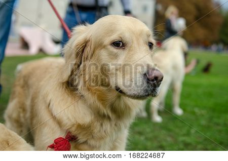 Beautiful dog breed golden retriever for a walk on a leash in the park in the spring.
