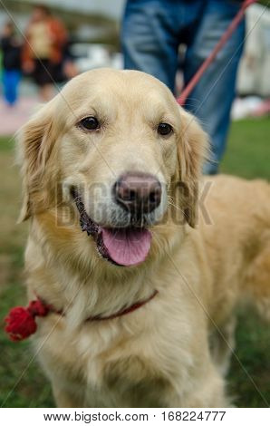 Beautiful dog breed golden retriever for a walk on a leash in the park in the spring.