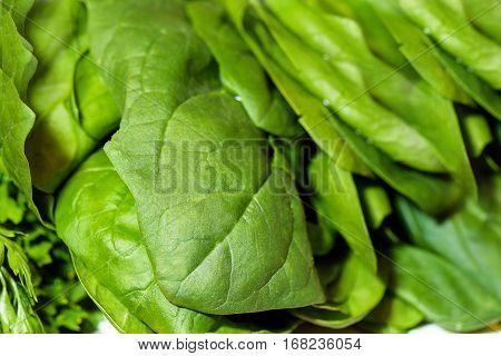 Fresh green spinach leaves detailed close up