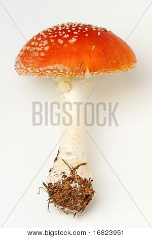 เกิด muscaria เห็ดปิดภาพของเห็ด