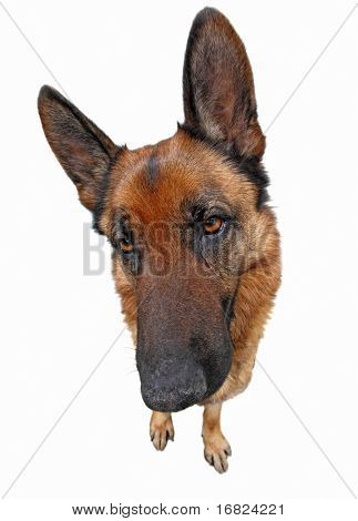 lustige Porträt des klassischen deutschen Sheppard, isolated on white