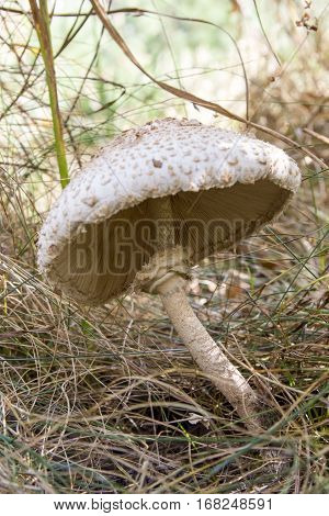 Mushrooms-the parasol mushroom poisonous but very tasty.