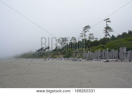 Forest on the Pacific coast on Kalaloch Campground, Washington USA