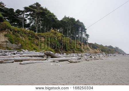 Kalaloch Beach, Pacific coast in Washington, USA