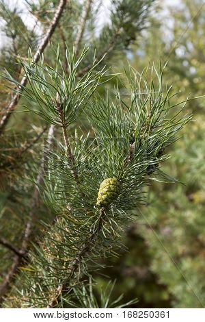Young cones green velvet weigh on the branches of coniferous trees.