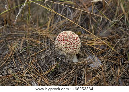 Small Fly Agaric Mushroom Growing In A Pine Forest.