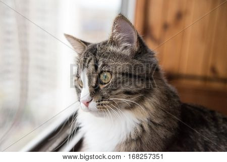 cat looks out the window. Beautiful cat sitting on a windowsill and looking to the window.