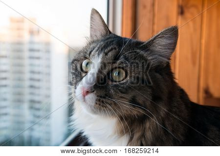 cat looks out the window. Beautiful cat sitting on a windowsill and looking to the window.