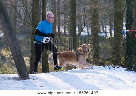 OLDENZAAL NETHERLANDS - JANUARY 22 2017: Dog and unknown owner running up a snowy hill during a canicross contest