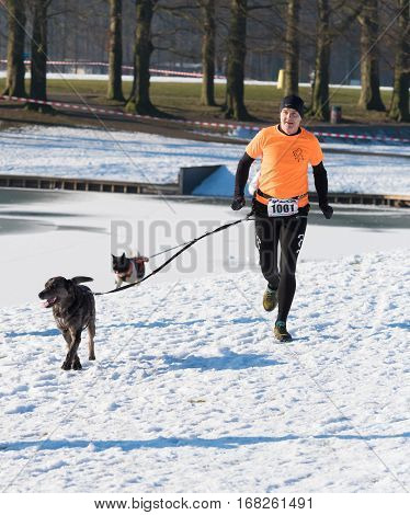 OLDENZAAL NETHERLANDS - JANUARY 22 2017: Unknown man canicross running in a snow white landscape