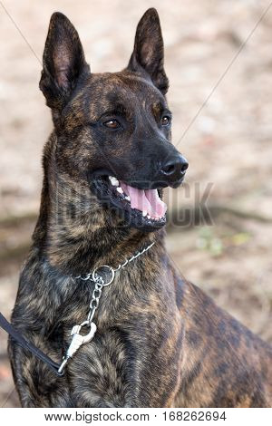 Portrait of a handsome police dog with alert pricked ears