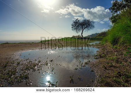 Lone tree in Hollywood Hills reflecting in water puddle after rain with Los Angeles sityscape in the background.