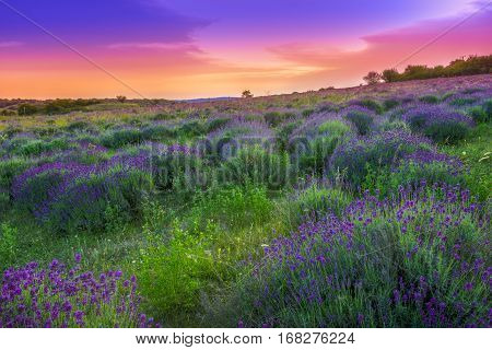 Lavender Field In Summer