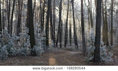 Morning frost and haze in the pine forest