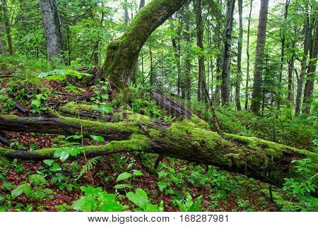 Beautiful Green Forest