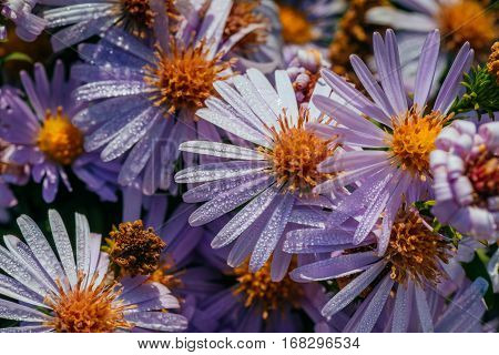 Magenta aster flowerbed under sunlight, beautiful background