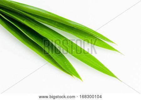 closeup green fresh Pandan leaves Thai herbal