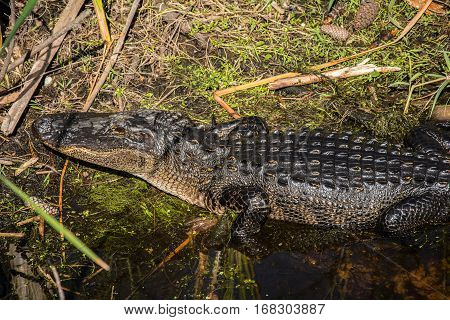 An American alligator on the edge of a marshy stream with wet shiny skin