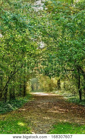 Verneuil sur Seine; France - october 30 2016 : the forest in the west of the city
