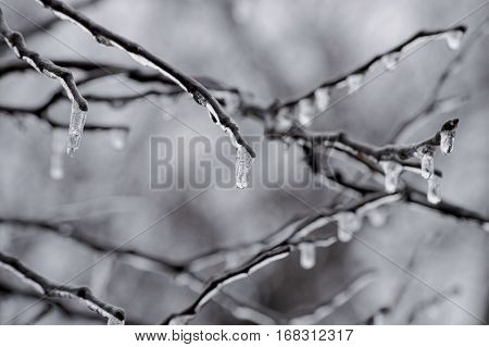 Frozen water in the form of icicles dangle from the branches of a tree on a cold winter morning