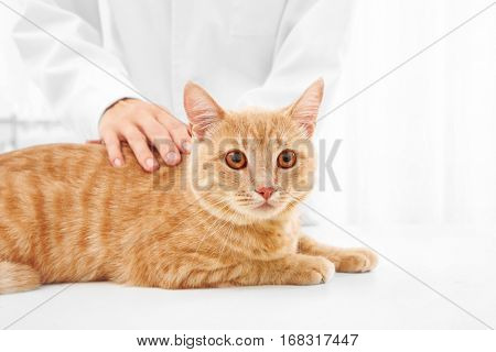 Red tabby cat examined in vet clinic