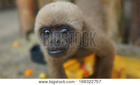 Curious baby Chorongo monkey approaching the camera lens. Common names: Woolly monkey, Chorongo monkey. Scientific name: Lagothrix lagothricha