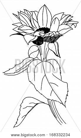 A freehand vector and ink drawing of a sunflower