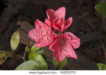 Little Pink Flowers with Green Leaves Isolated on Background