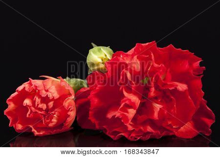 Flowers of red carnation (Dianthus caryophyllus) isolated on black background.