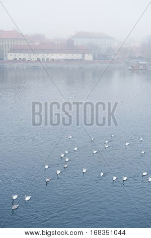 Swams on Vitava river in Prague