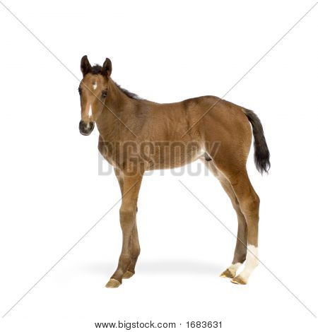 Hříbě