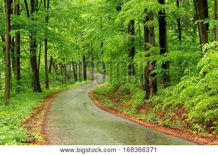 Green Forest With Pathway